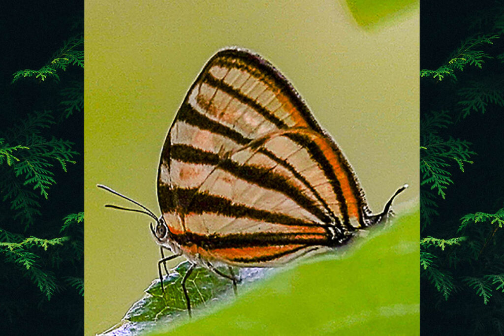 Arawacus separata