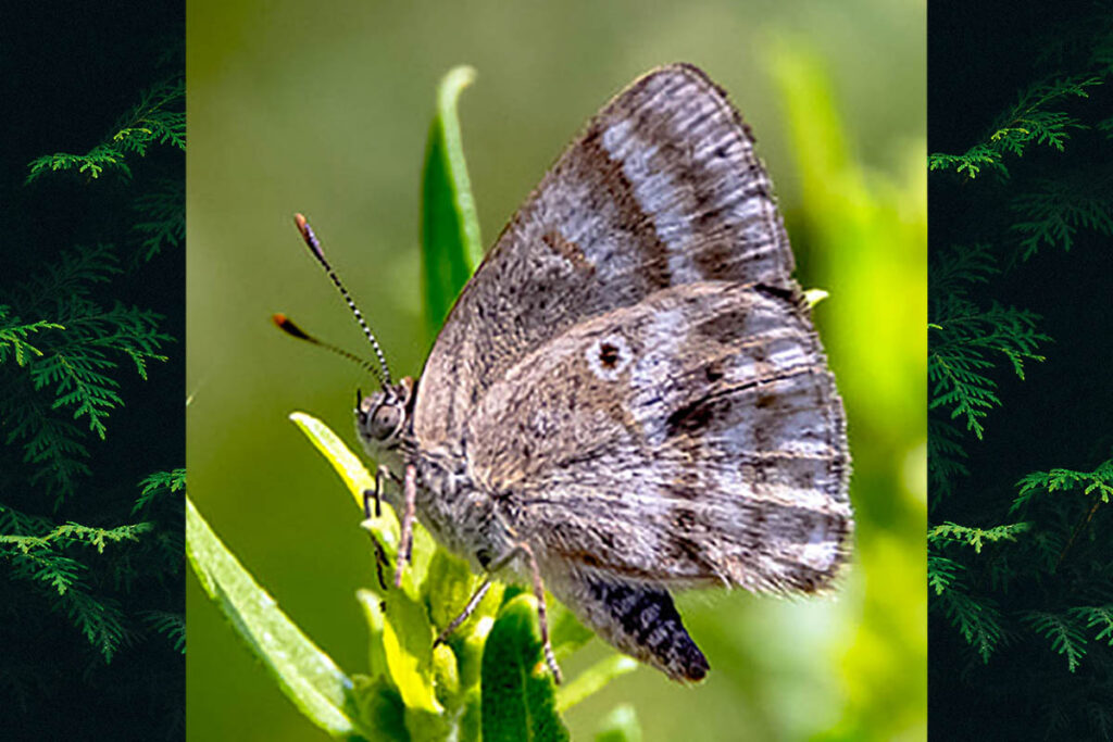 Arawacus tadita