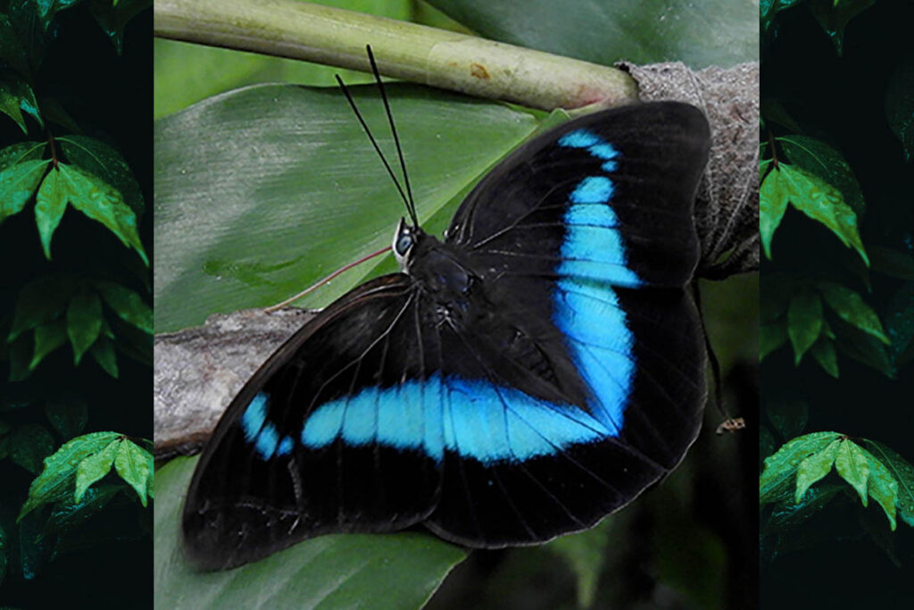 Archaeoprepona chalciope