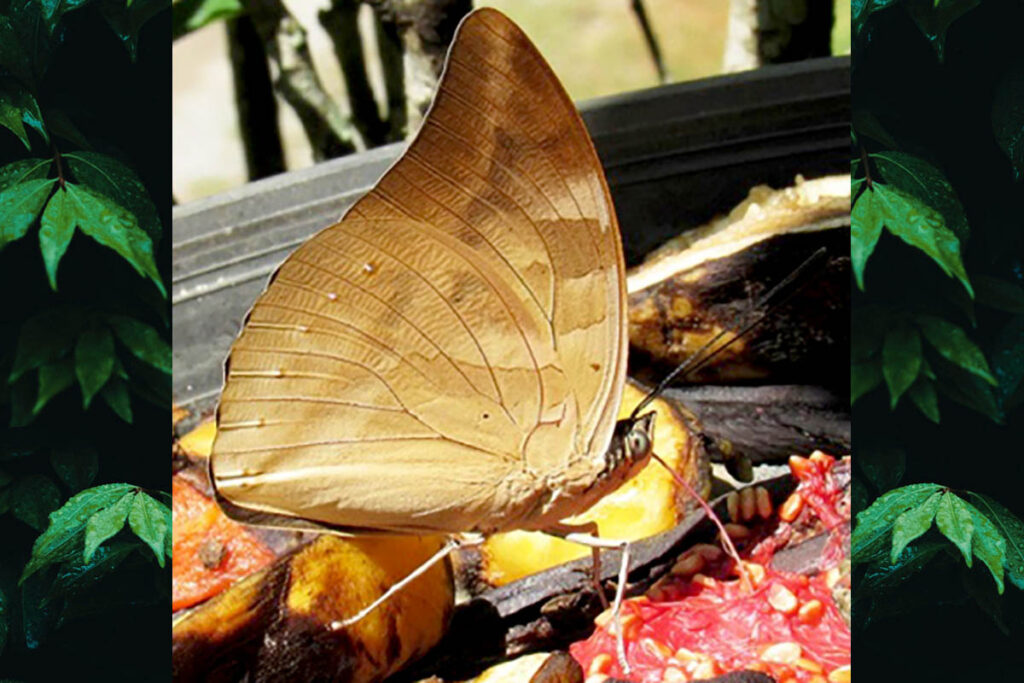 Archaeoprepona demophon thalpius