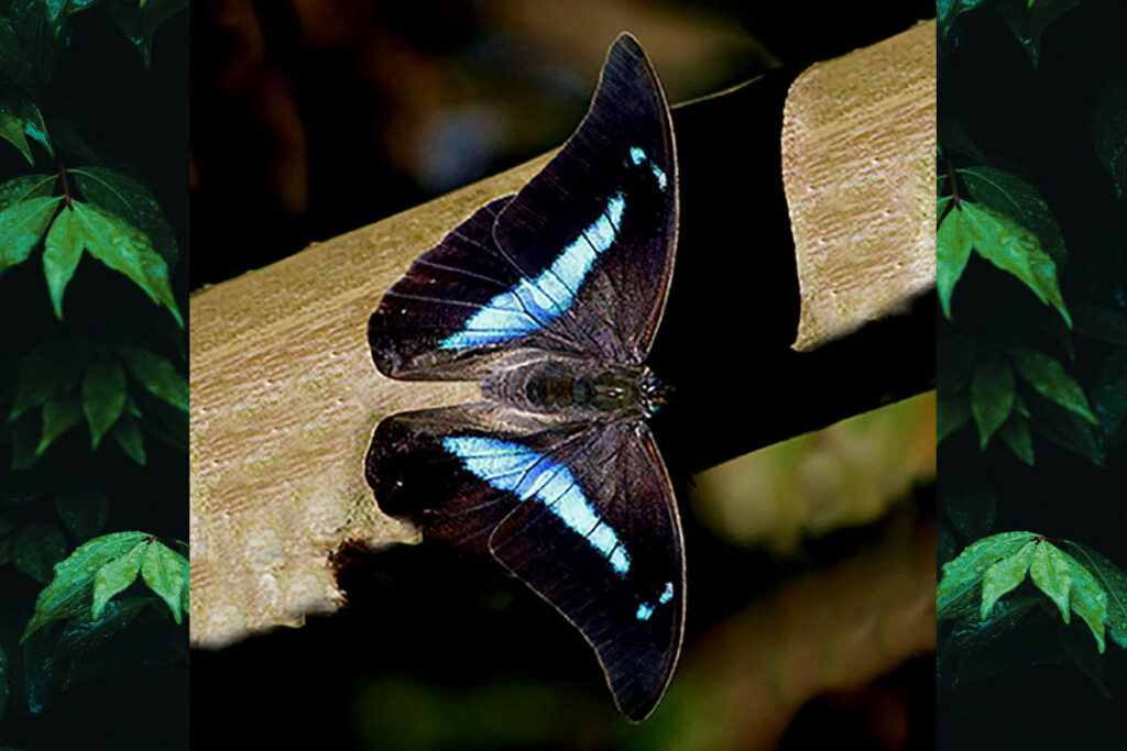 Archaeoprepona demophon thalpius