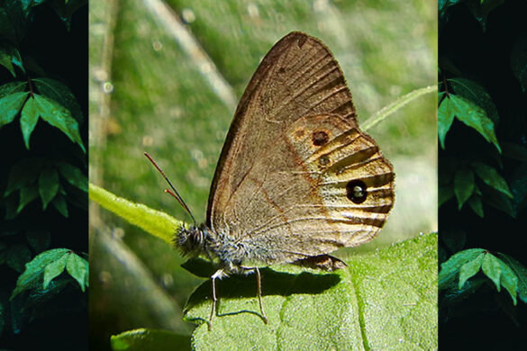 Argentaria clorimena