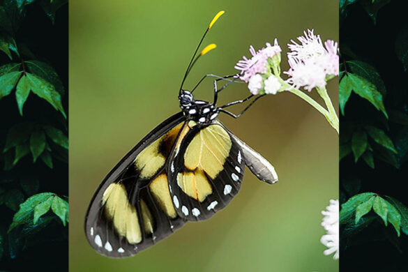 Callithomia lenea methonella