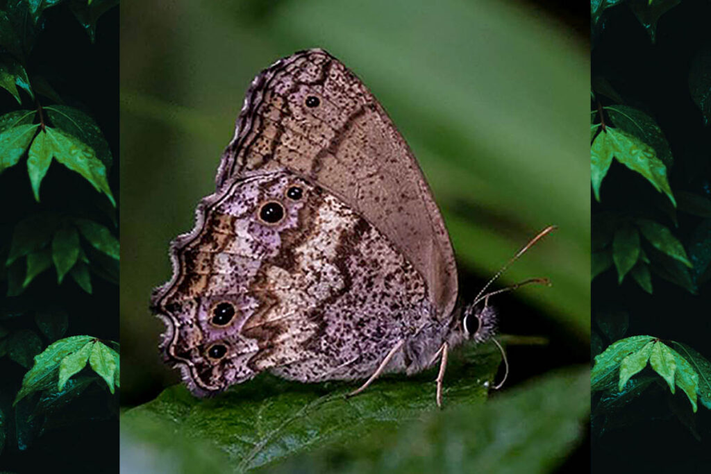Carminda paeon