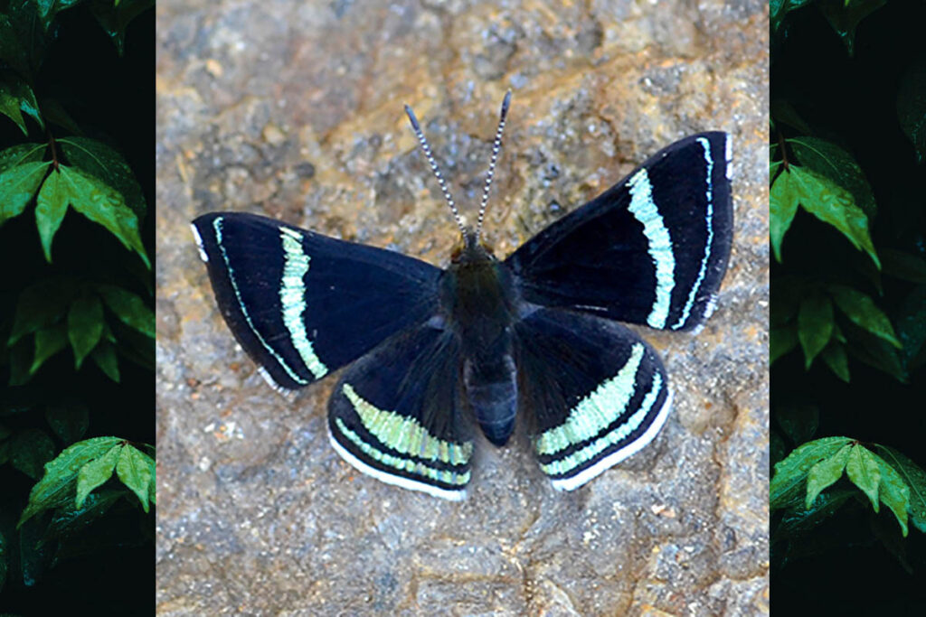 Chalodeta theodora