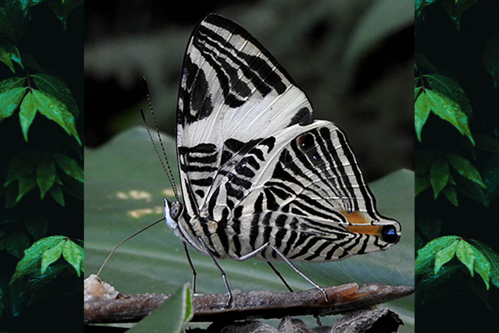 Colobura dirce dirce