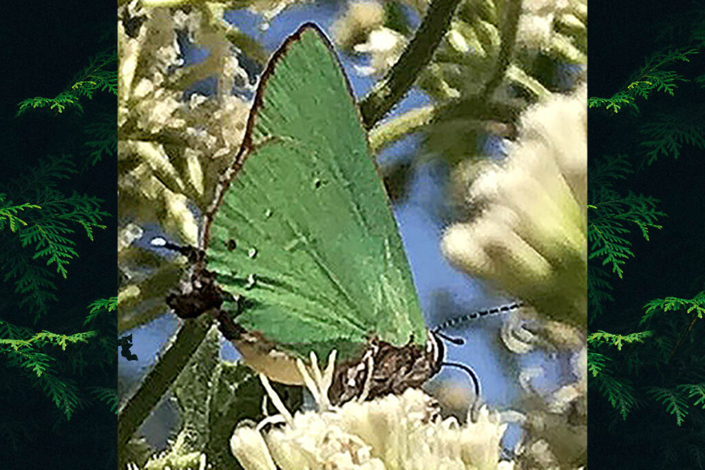 Cyanophrys amyntor