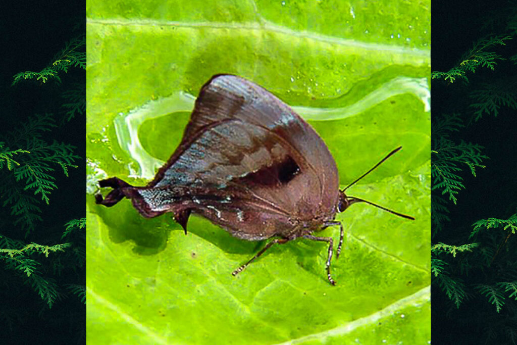Denivia chaluma