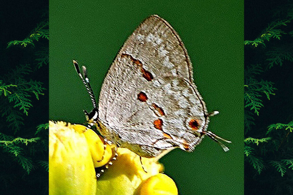 Dicya carnica