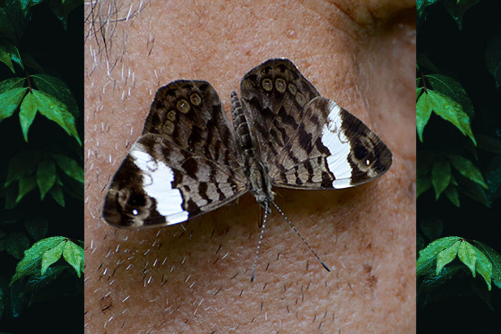 Ectima thecla thecla