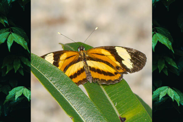 Eresia eunice eunice