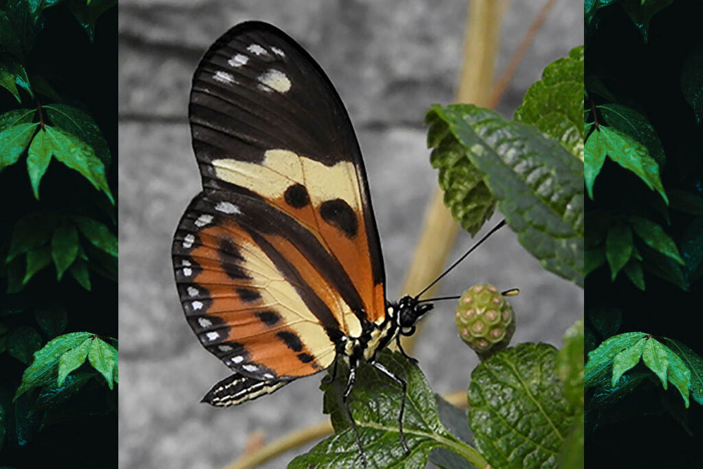 Eueides isabella dianasa