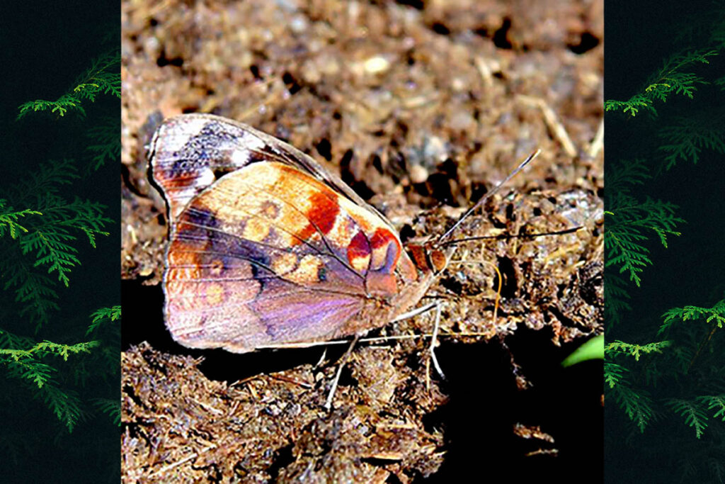 Eunica mygdonia mygdonia