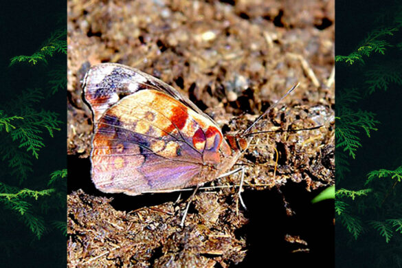 Eunica mygdonia mygdonia