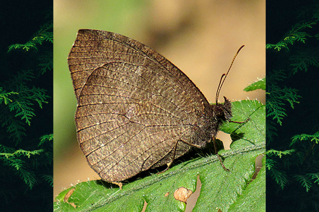 Godartiana byses