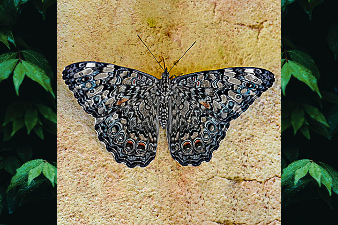 Hamadryas februa februa