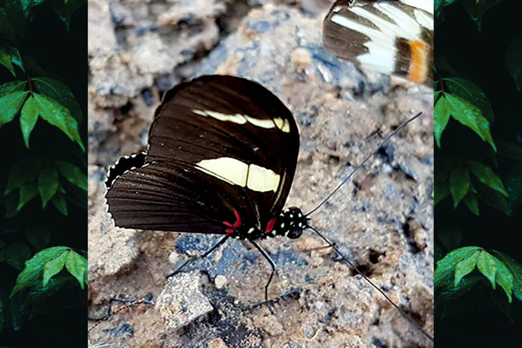 Heliconius wallacei colon