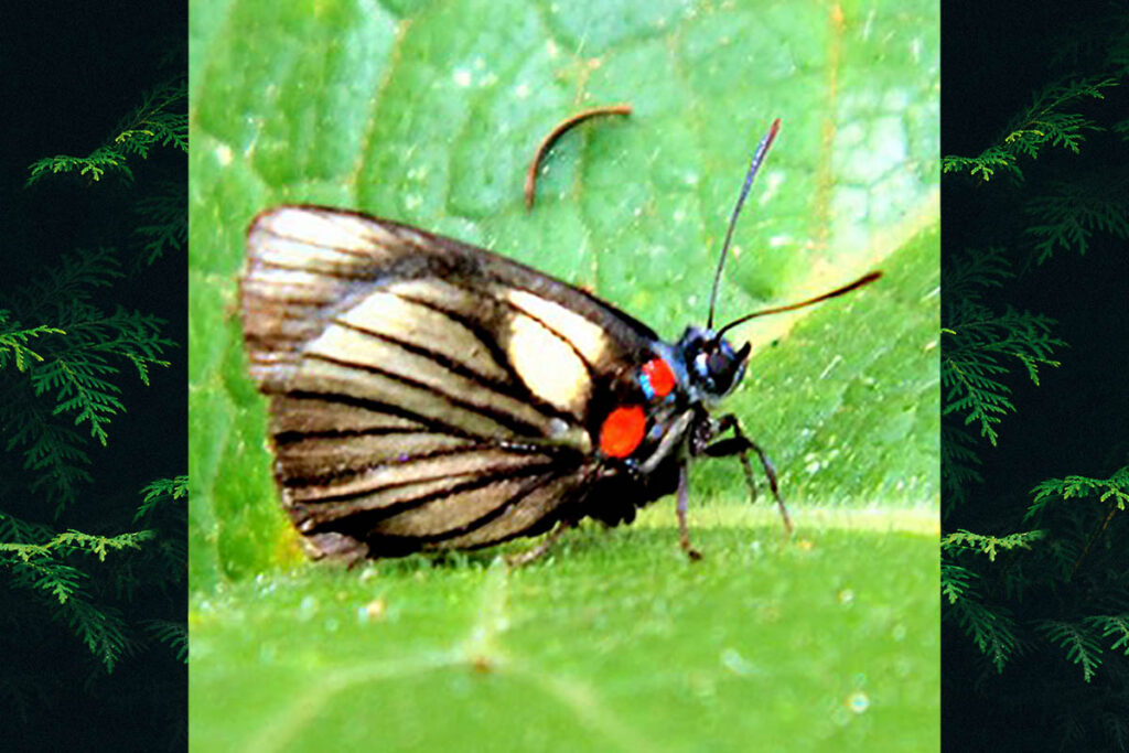 Ipidecla schausi