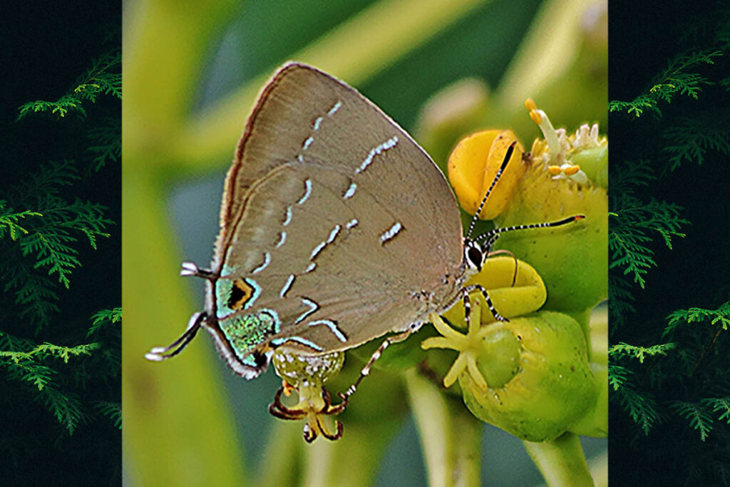 Janthecla flosculus