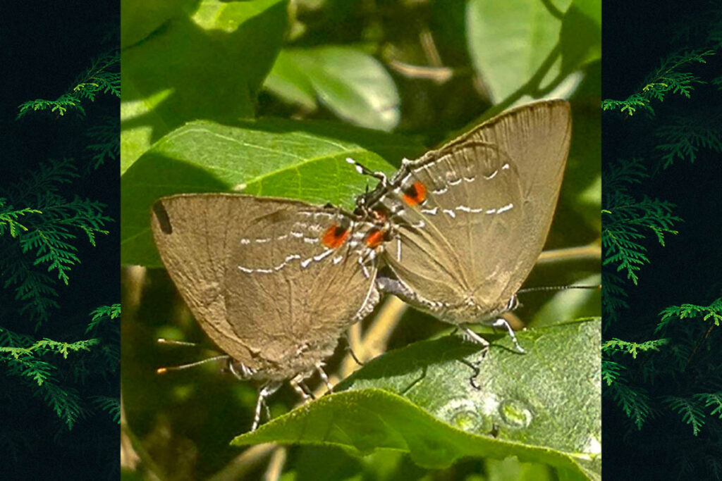 Kolana ligurina