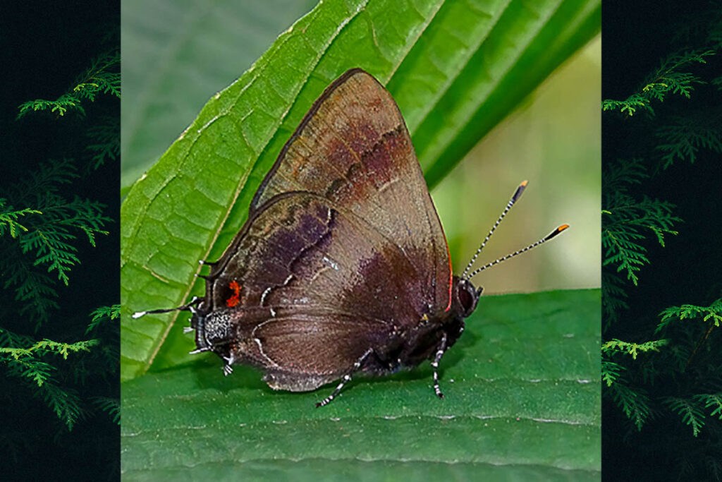 Lamprospilus orcidia