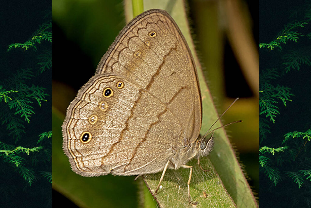 Malaveria affinis