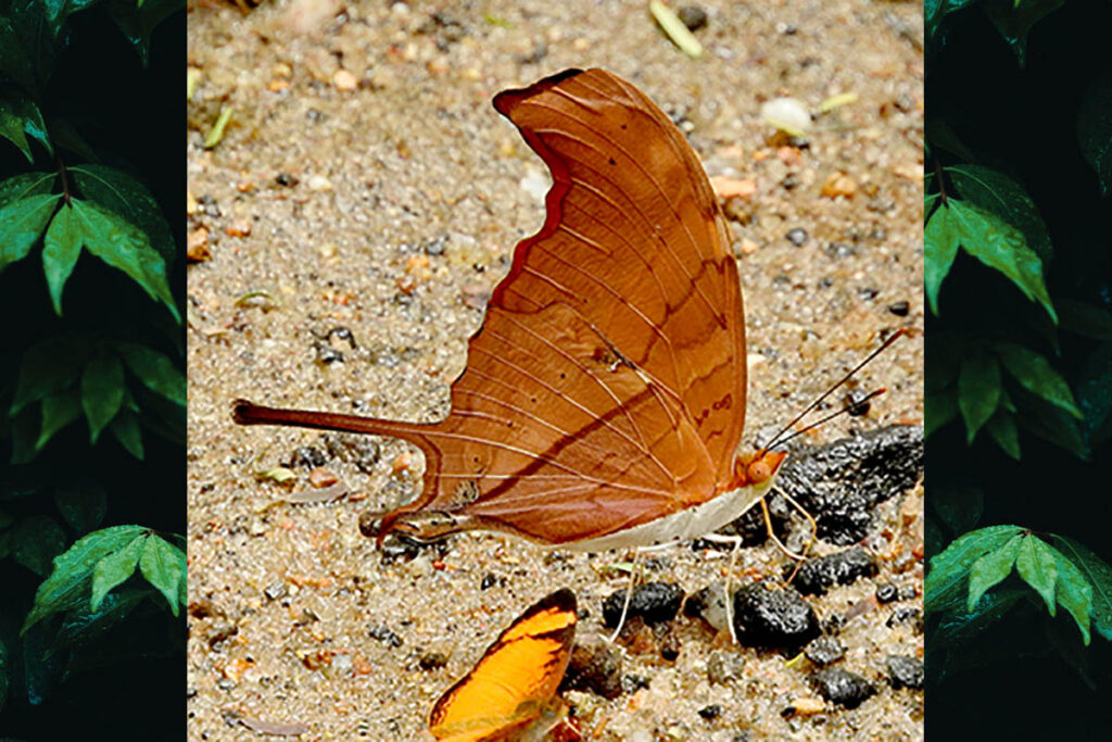 Marpesia petreus petreus