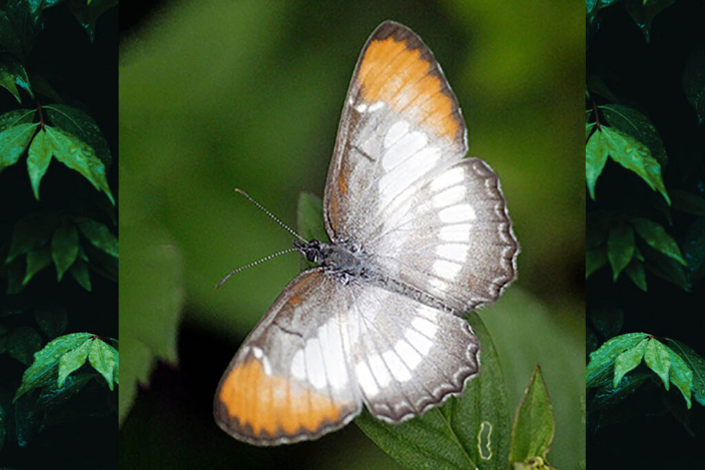Mestra hersilia apicalis