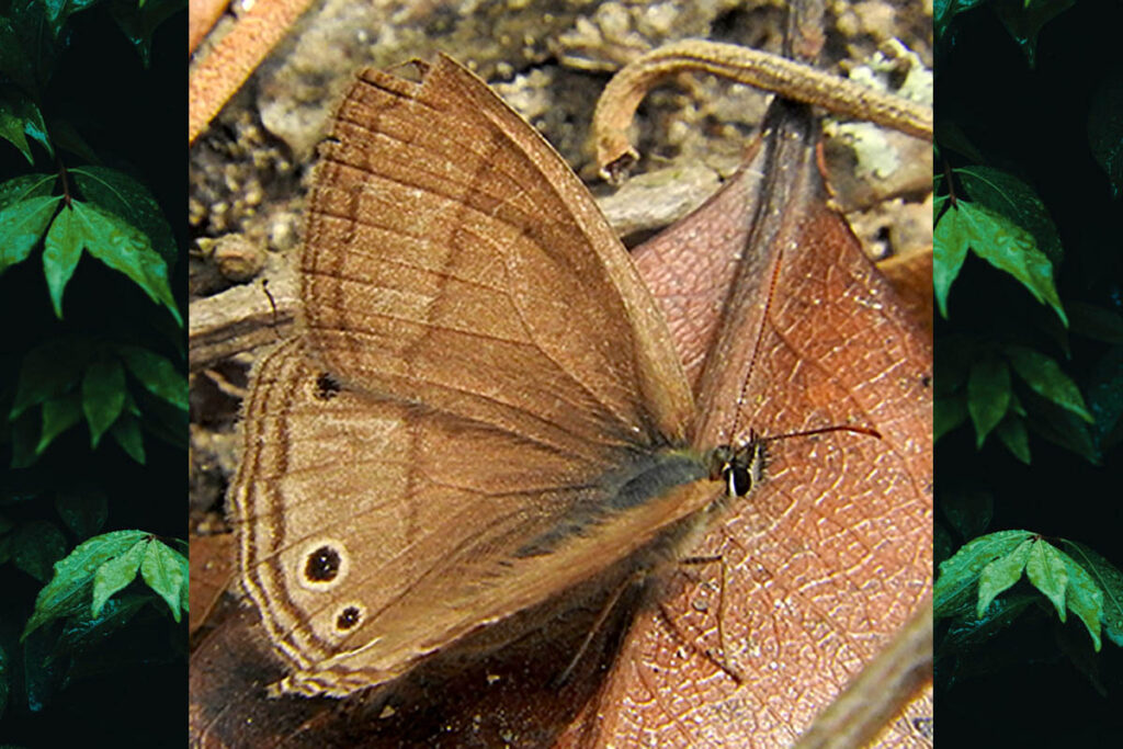 Moneuptychia castrensis
