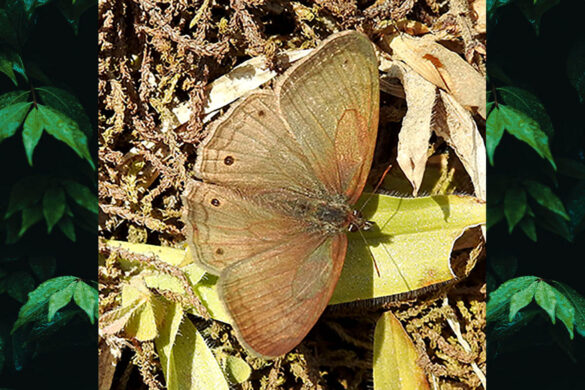 Moneuptychia montana