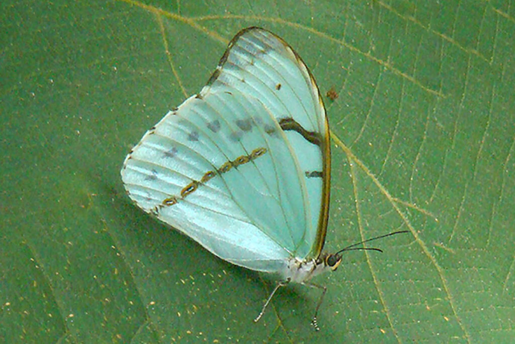 Morpho athena