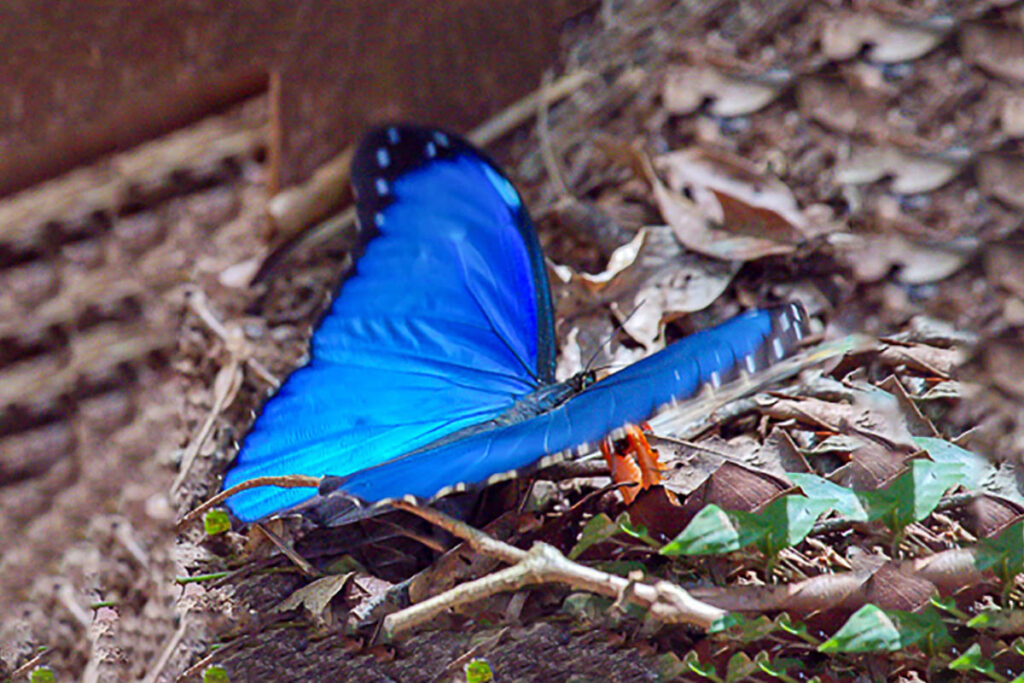 Morpho menelaus coeruleus