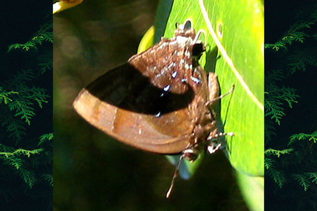 Ocaria cinerea