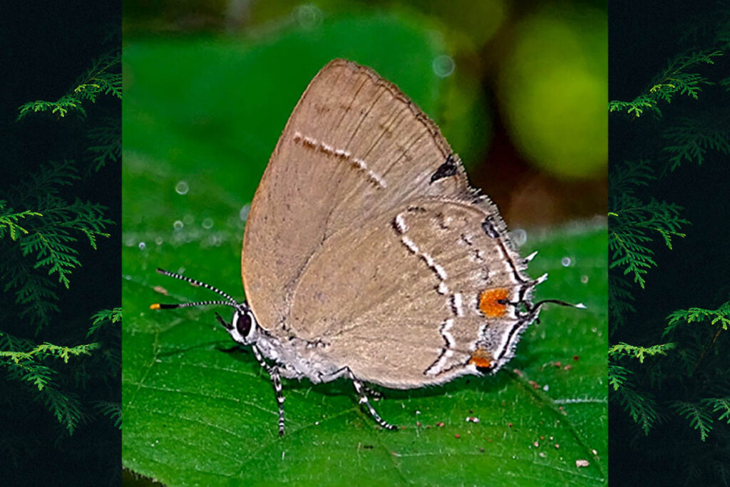 Ostrinotes empusa