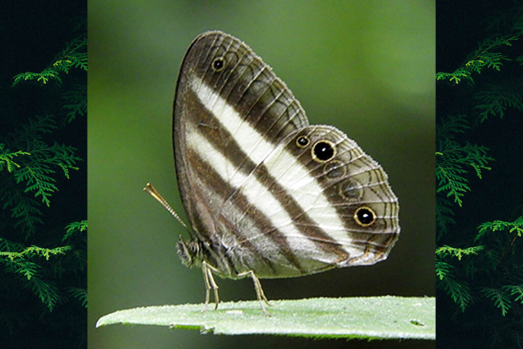 Pareuptychia ocirrhoe interjecta