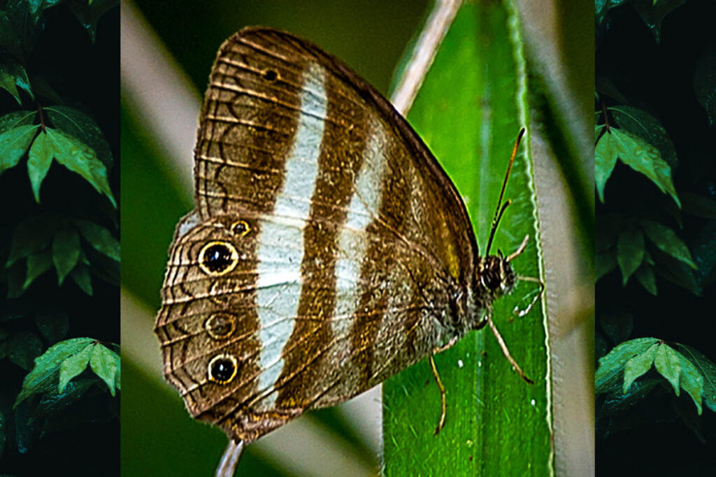 Pareuptychia ocirrhoe ocirrhoe