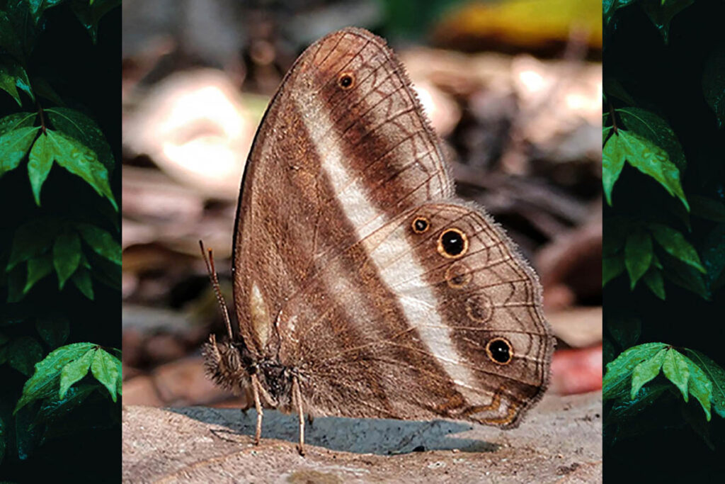 Pareuptychia summandosa