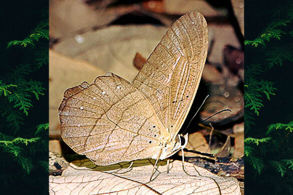 Pierella kesselringi