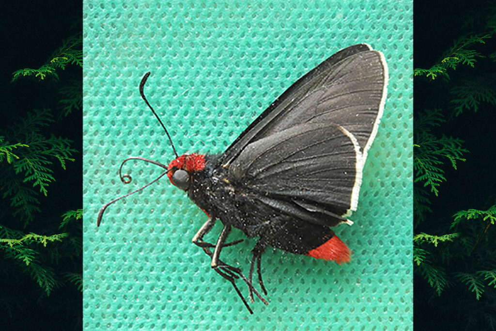 Pyrrhopyge phidias phidias