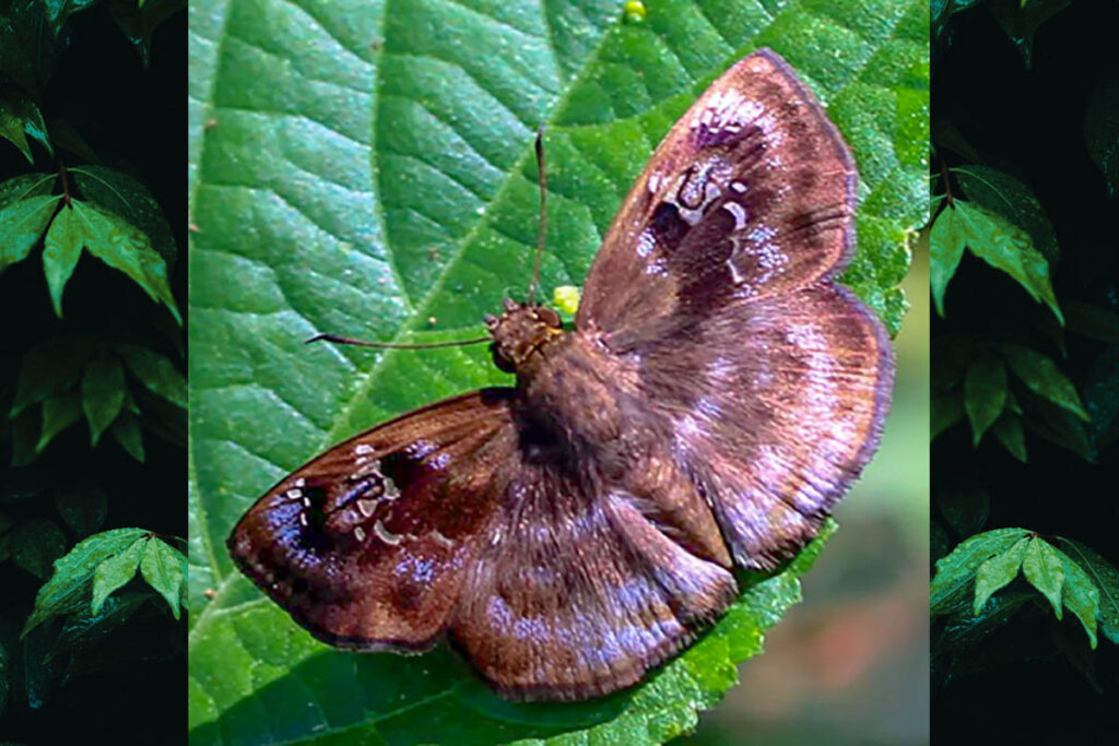 Quadrus cerialis