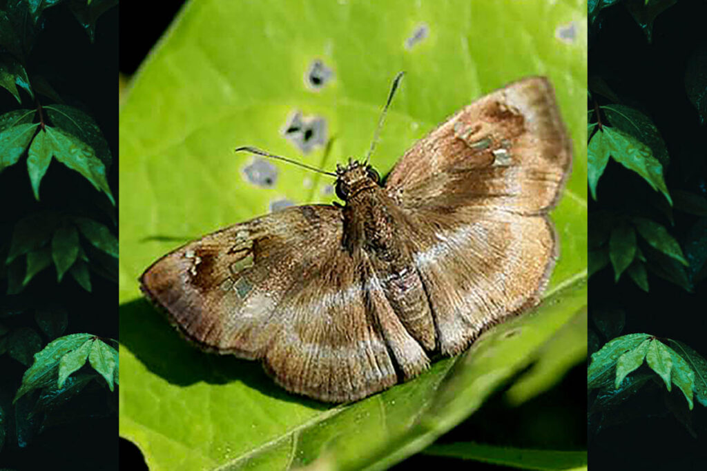 Quadrus u-lucida mimus