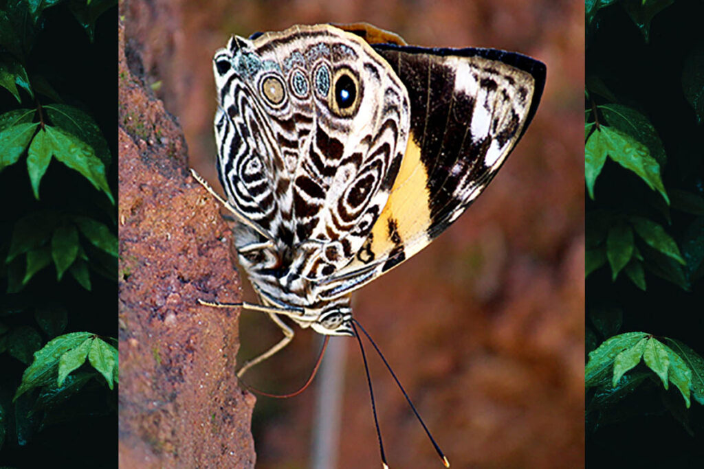 Smyrna blomfildia blomfildia