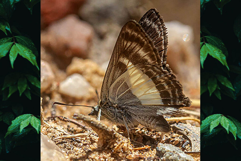 Sophista plinius