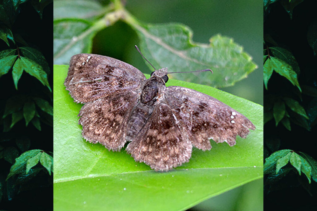 Staphylus ascalon