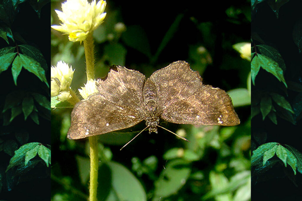 Staphylus fasciatus