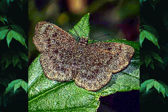 Staphylus incanus