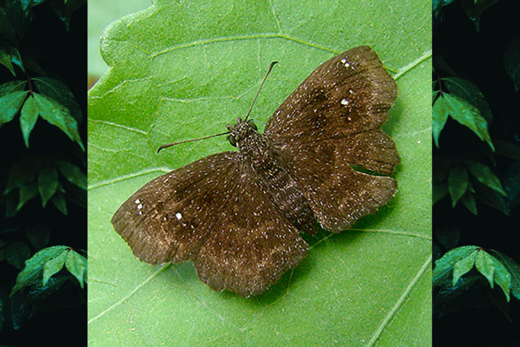 Staphylus melangon melangon