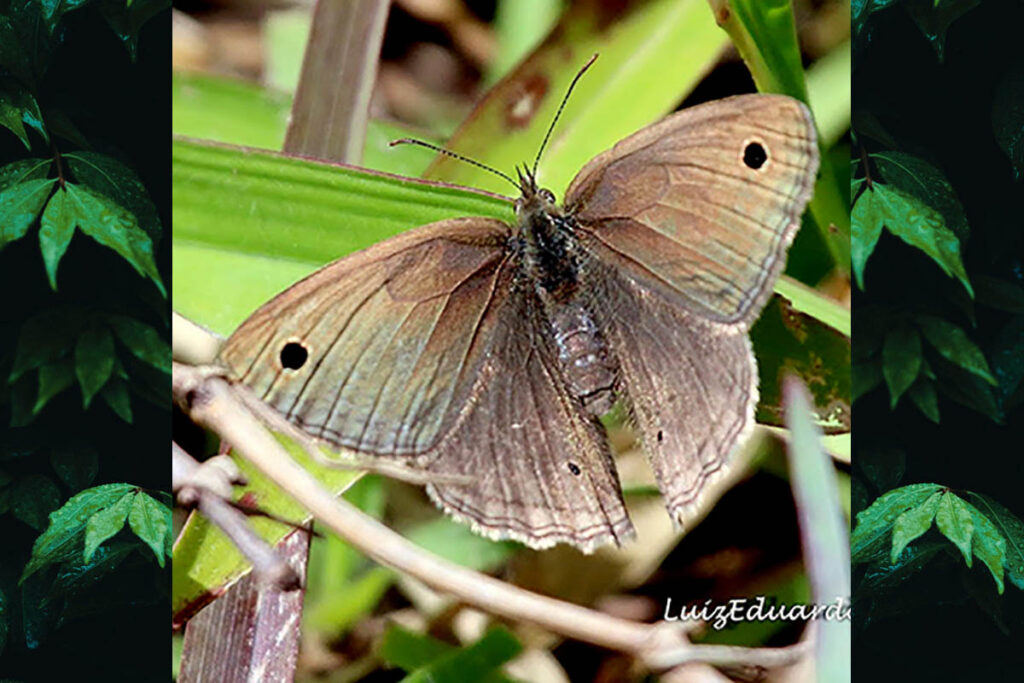 Stegosatyrus periphas