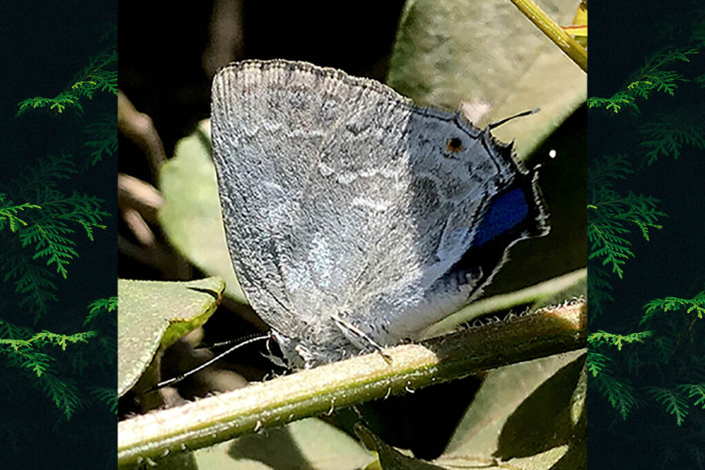 Strephonota sp.