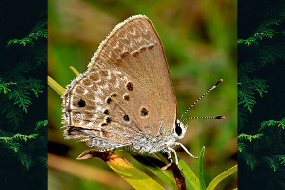 Strymon istapa istapa